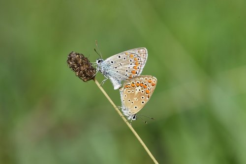 garden  spring  butterfly