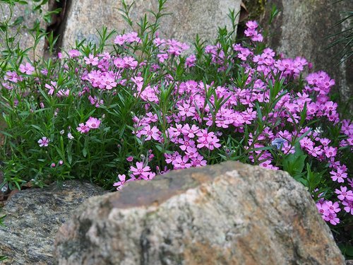 garden  phlox  skalka