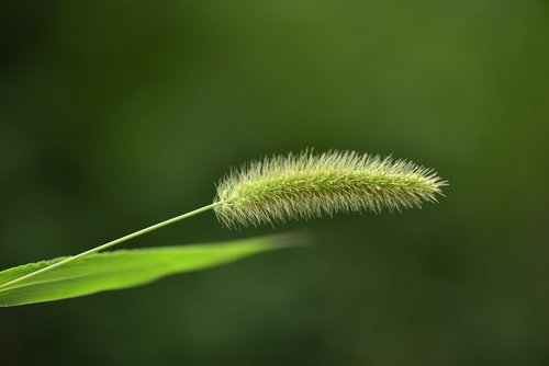 garden  spring  insect