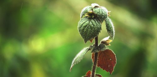 garden  plant  nature