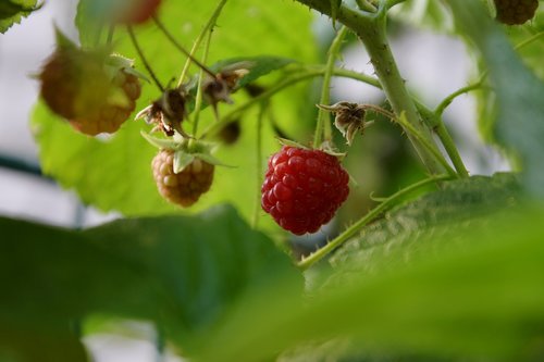 garden  summer  fruit