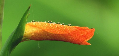 garden  leaf  drops