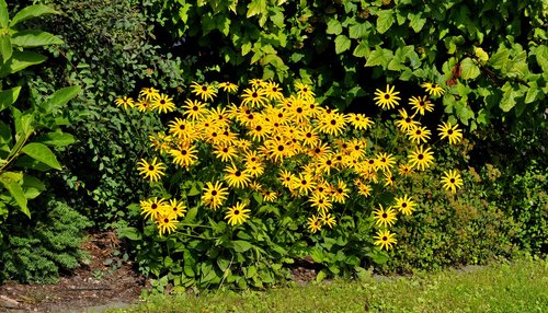 garden  flowers  summer