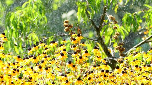 garden  rain  nature