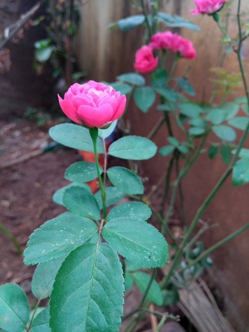 garden  rose  beauty