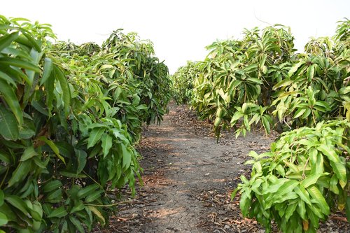 garden  mango  fruit