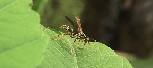 garden  insect  wasp