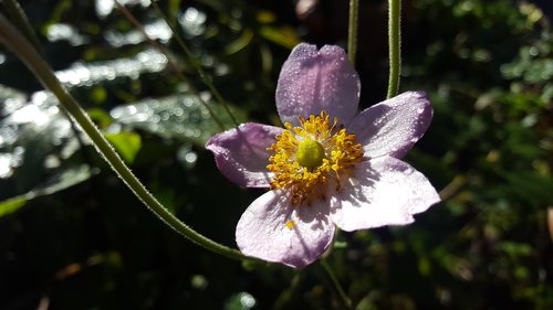 garden  flower  sun