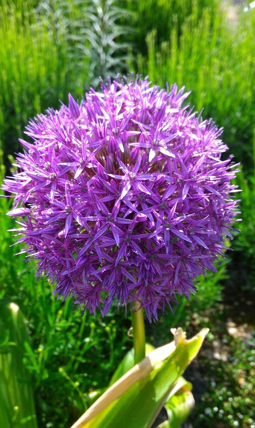 garden  flower  bulb
