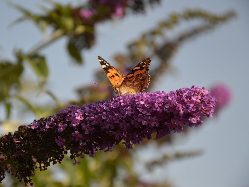 garden  butterfly  butterfly bush