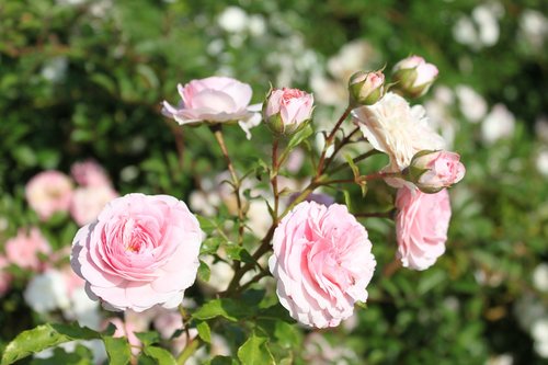garden  roses  flower