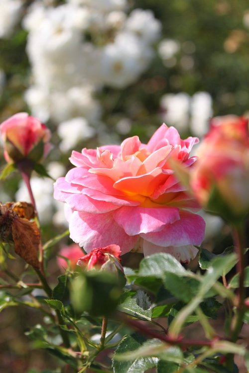 garden  rose  flower