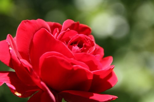 garden  rose  macro