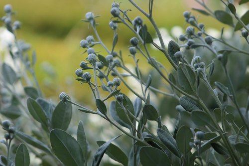 garden  plant  nature