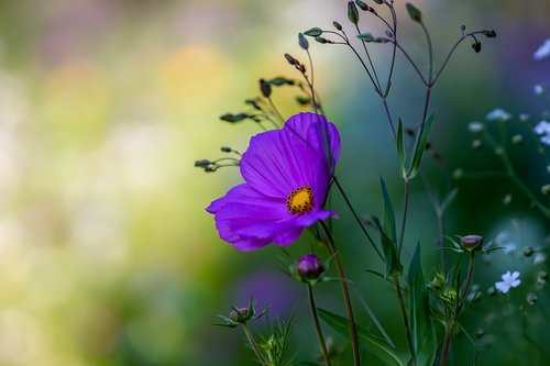 garden  flower  blossom