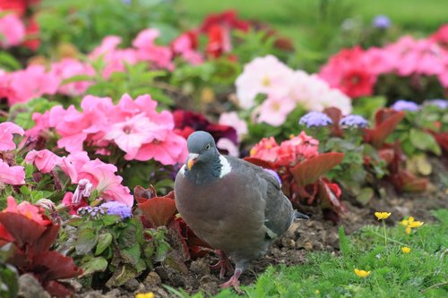 garden  park  pigeon