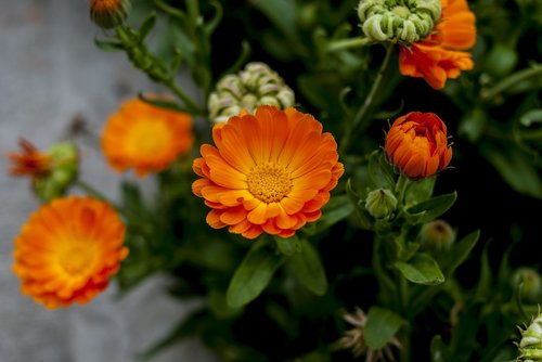 garden  nature  flowers