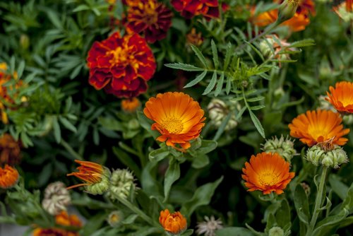 garden  nature  flowers