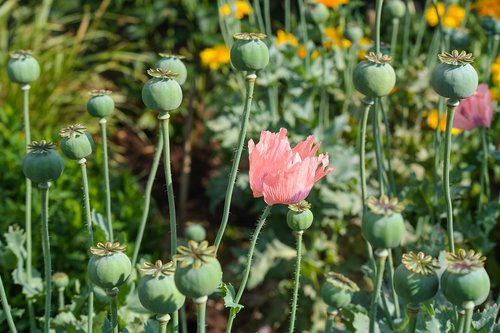 garden  flower  poppy