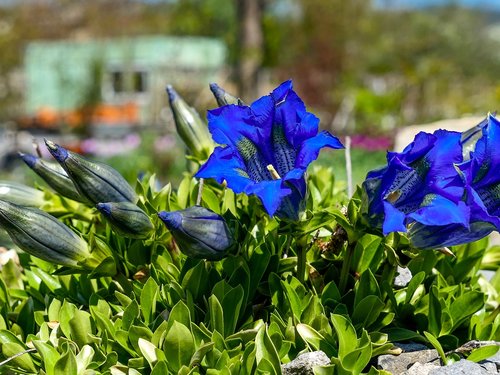 garden  gentian  blue