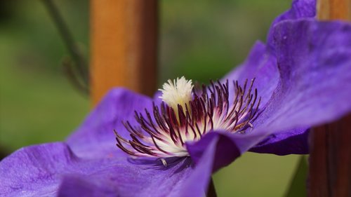 garden  blossom  bloom