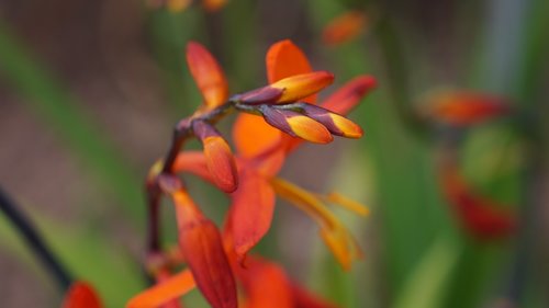 garden  flowers  macro