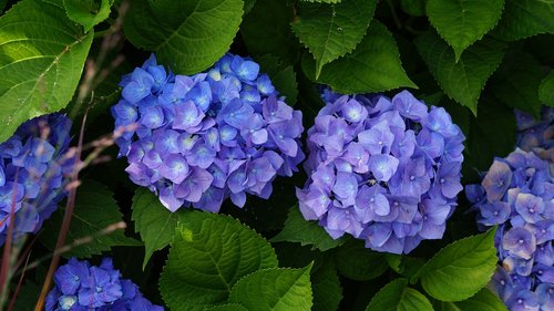 garden  flowers  hydrangea