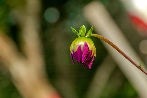 garden  bud  flower