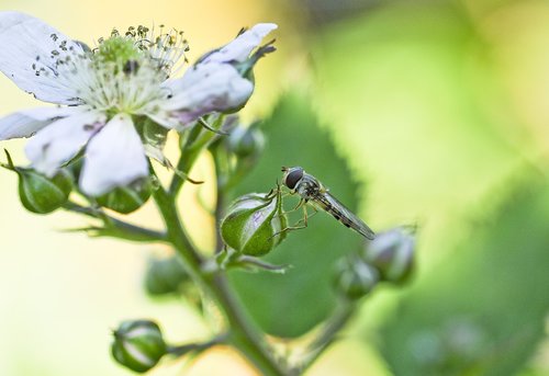 garden  plant  close up