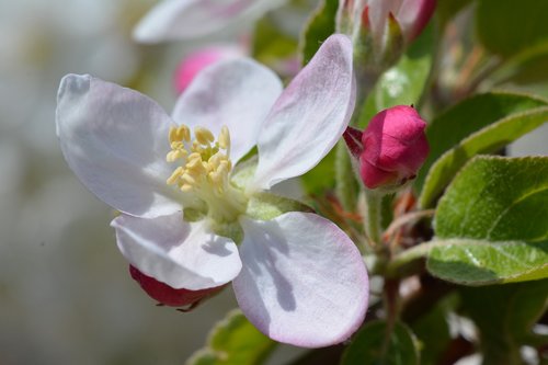 garden  flower  spring