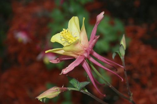 garden  flower  nature