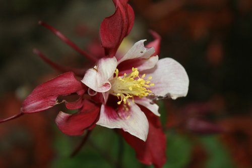 garden  flower  nature