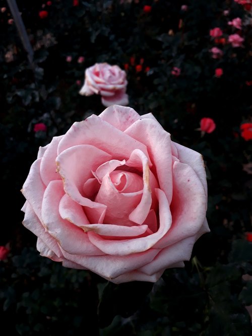 garden  park  rose