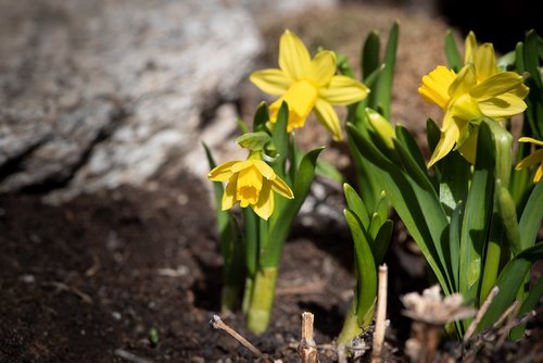 garden  spring  daffodils