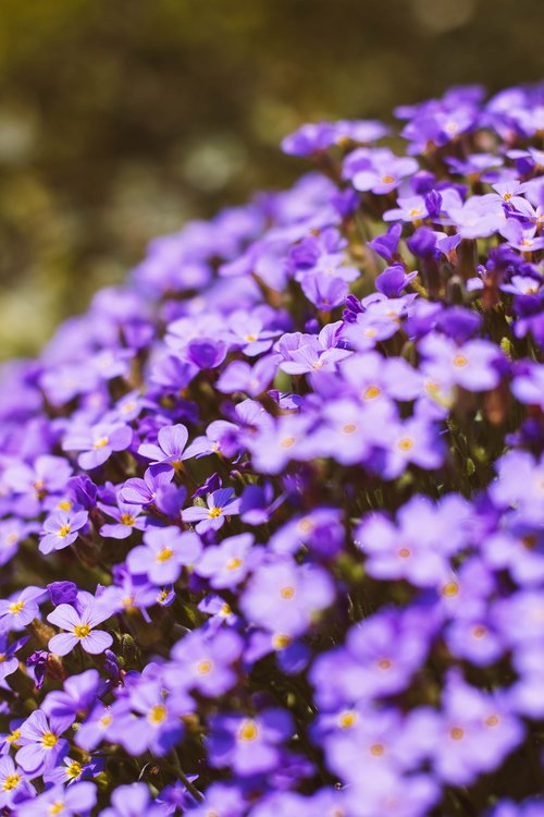 garden  flowers  plant