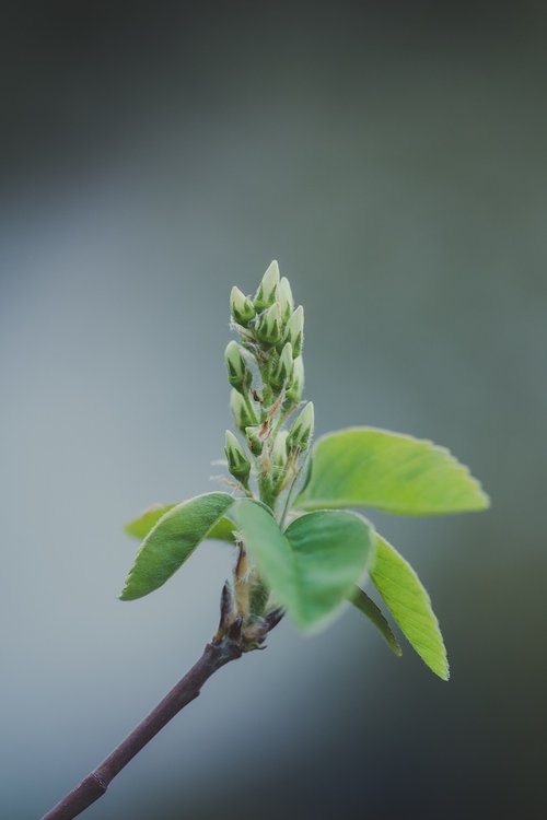 garden  spring  flower buds