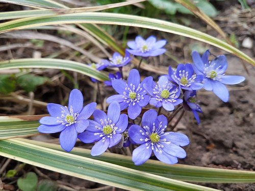 garden  nature  hepatica