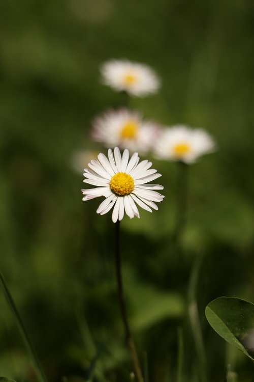 garden  flower  nature