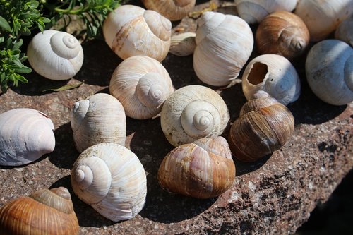 garden  snails  summer