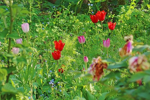 garden  flowers  spring