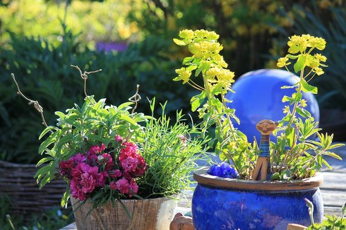 garden  spring  flowers