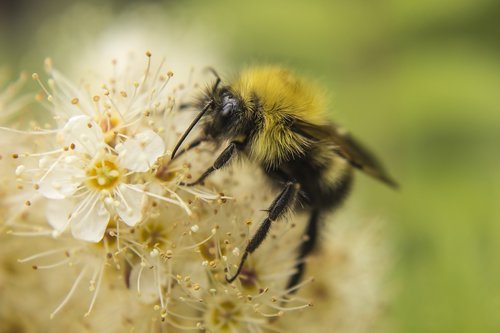 garden  bee  flower