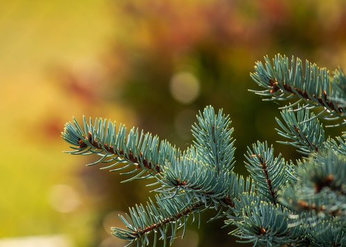 garden  tree  spruce