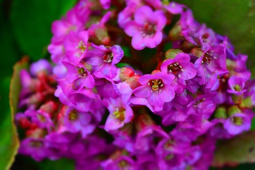 garden  flowers  bergenia