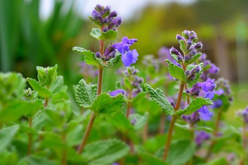 garden  flowers  nature