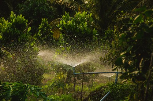 garden  water  fruits