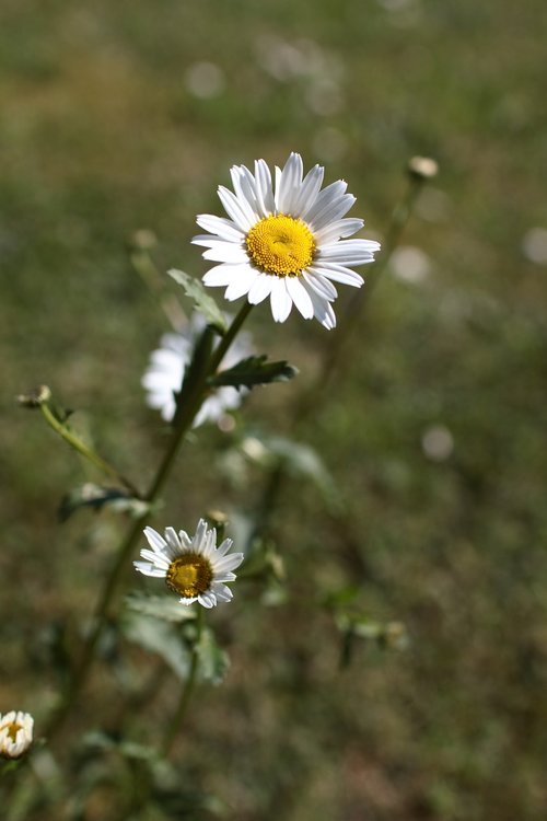 garden  flowers  flower