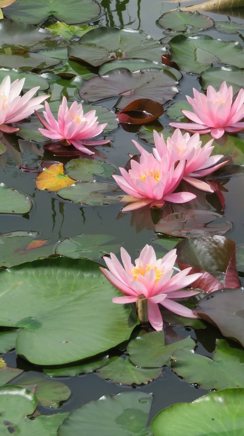 garden  pond  water lily