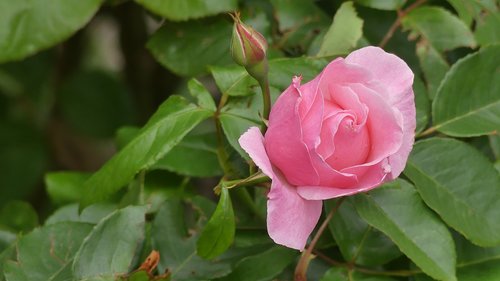 garden  rose  flower