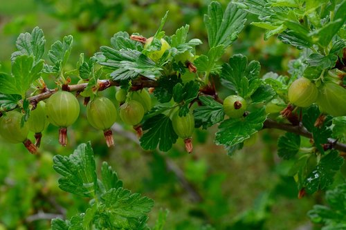 garden  gooseberries  fruit